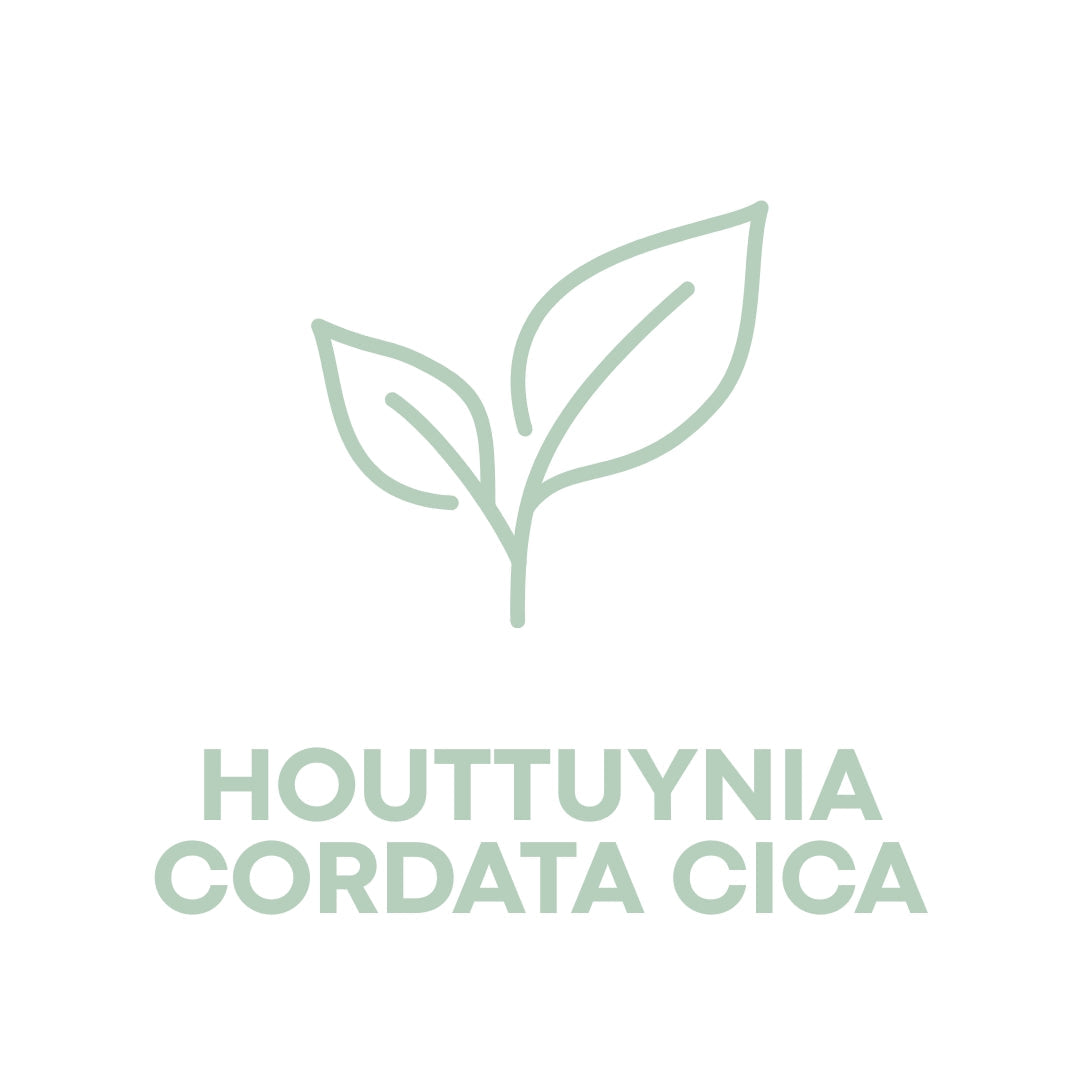 Houttuynia Cordata Cica